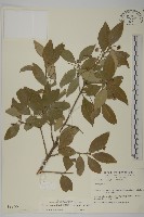 厚葉衛矛, 源一木藏品圖，第1張