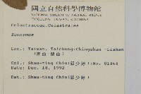 厚葉衛矛, 源一木藏品圖，第2張