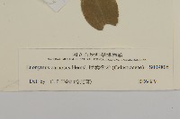 厚葉衛矛, 源一木藏品圖，第3張