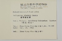 南華南蛇藤，青江藤藏品圖，第2張