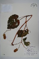 溪頭秋海棠藏品圖，第1張