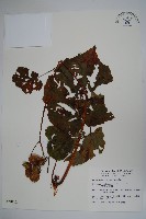 溪頭秋海棠藏品圖，第1張