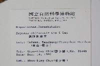 溪頭秋海棠藏品圖，第2張