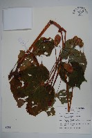 溪頭秋海棠藏品圖，第1張