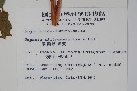 溪頭秋海棠藏品圖，第2張