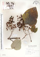 山桐子藏品圖，第1張