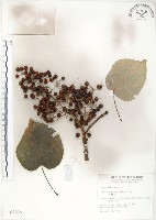 山桐子藏品圖，第1張