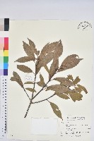 青剛櫟、鐵椆藏品圖，第1張