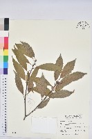 青剛櫟、鐵椆藏品圖，第1張