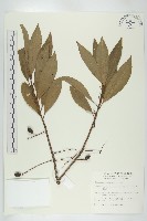 杜英、山杜英、蘭嶼杜英藏品圖，第1張