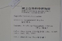 追分忍冬藏品圖，第2張