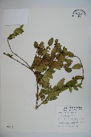 無梗忍冬藏品圖，第1張