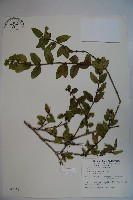 無梗忍冬藏品圖，第1張