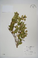 無梗忍冬藏品圖，第1張