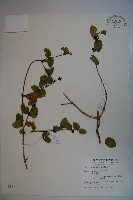 無梗忍冬藏品圖，第1張