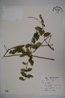 無梗忍冬藏品圖，第1張