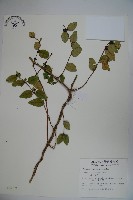 無梗忍冬藏品圖，第1張