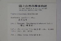 無梗忍冬藏品圖，第2張