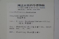 無梗忍冬藏品圖，第2張