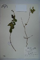 無梗忍冬藏品圖，第1張