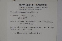 無梗忍冬藏品圖，第2張