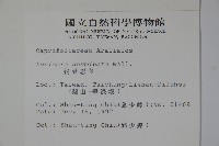 阿里山忍冬、漸尖葉忍冬藏品圖，第2張