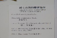 阿里山忍冬、漸尖葉忍冬藏品圖，第2張