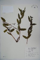 阿里山忍冬、漸尖葉忍冬藏品圖，第1張