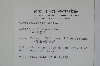 阿里山忍冬、漸尖葉忍冬藏品圖，第2張