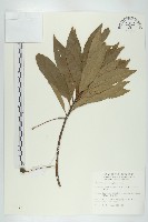 杜英、山杜英、蘭嶼杜英藏品圖，第1張