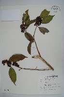 臺灣糊樗藏品圖，第1張