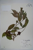 臺灣糊樗藏品圖，第1張