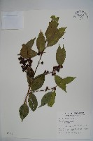 臺灣糊樗藏品圖，第1張