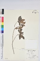 馬銀花藏品圖，第1張