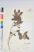 馬銀花藏品圖，第1張