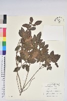 馬銀花藏品圖，第1張