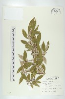 鄧氏胡頹子藏品圖，第1張