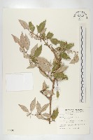 鄧氏胡頹子藏品圖，第1張