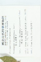 鄧氏胡頹子藏品圖，第2張