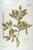 鄧氏胡頹子藏品圖，第1張