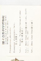 鄧氏胡頹子藏品圖，第2張