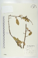 臺灣胡頹子藏品圖，第1張