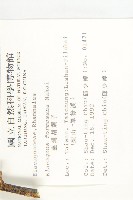 臺灣胡頹子藏品圖，第2張