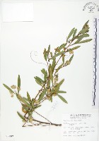 車桑子藏品圖，第1張