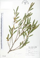 車桑子藏品圖，第1張