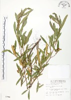 車桑子藏品圖，第1張