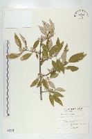 鄧氏胡頹子藏品圖，第1張