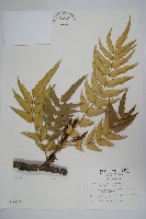 阿里山十大功勞藏品圖，第1張