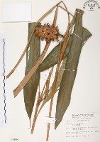 普萊氏月桃、短穗山姜藏品圖，第1張