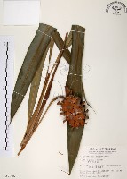 普萊氏月桃、短穗山姜藏品圖，第1張